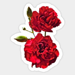 Carnations - Two Red Carnations with Buds Sticker